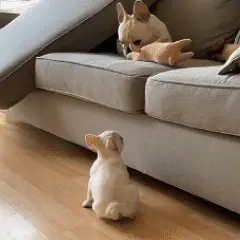 Kleiner Hund steigt über eine Hundetreppe auf ein Sofa